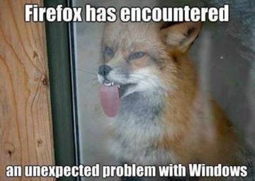 Fox stuck to window